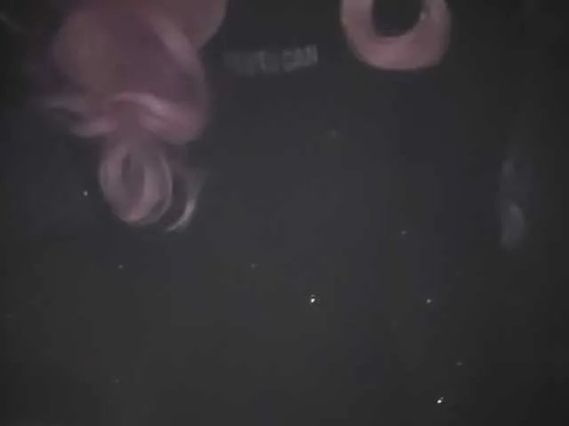 CherryAghora model from bc